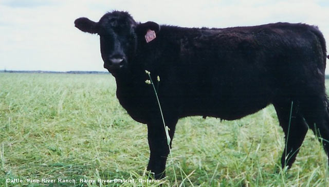 big cow image 1