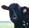 Cattle: Pine River Ranch 1
