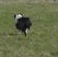 Cattle: Pine River Ranch 10