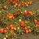 Organic Tomato Crop Kerr Farms: Chatham, Ontario