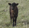 Cattle: Pine River Ranch 13