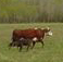Cattle: Pine River Ranch 15
