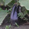 Organic Eggplant Crop