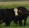 Cattle: Pine River Ranch 5