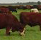 Cattle: Pine River Ranch 6