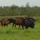 Cattle: Pine River Ranch 8